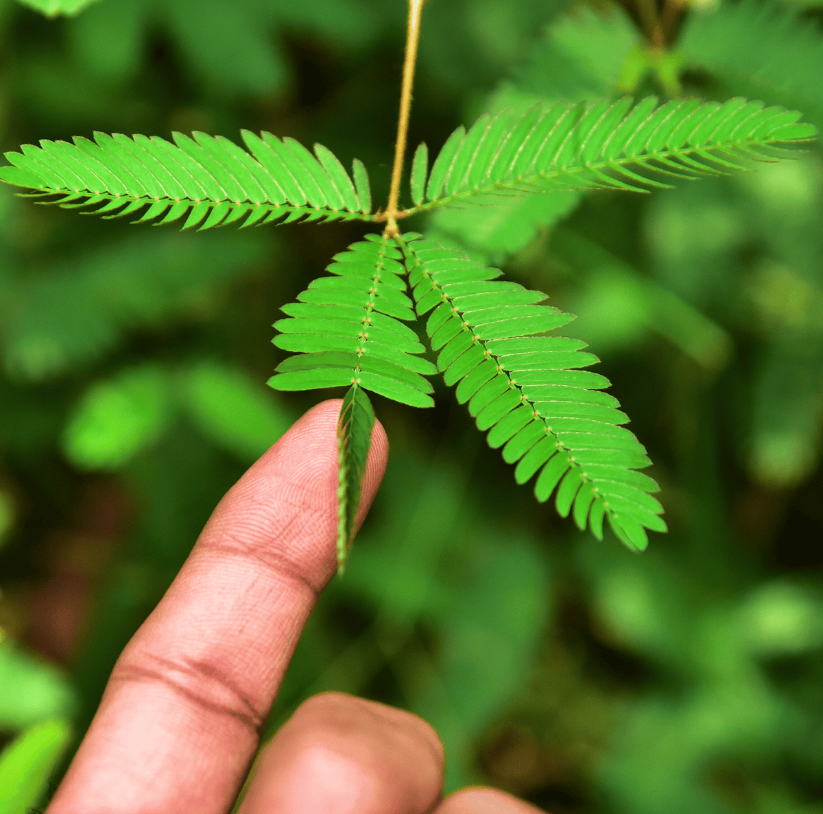 Sensitive Plant Seeds - 50 Count - Mimosa Pudica - Touch-Responsive Garden Seeds