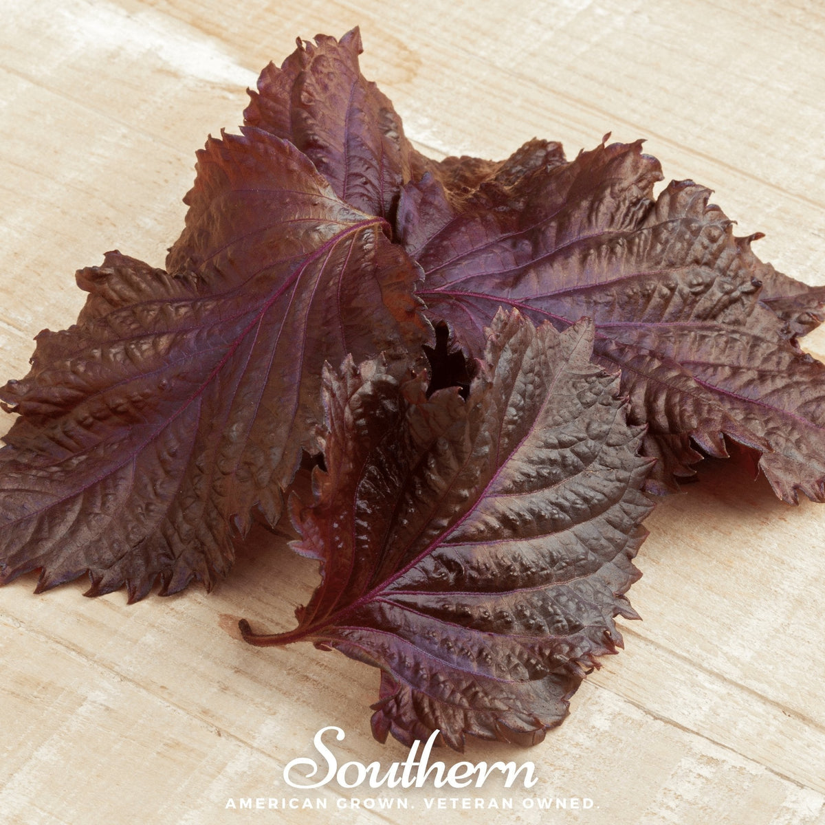 Red Shiso Seeds - 200 Count - Perilla frutescens - Aromatic Culinary Herb for Asian Dishes