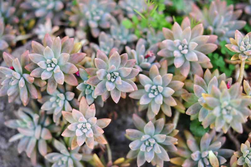 Rare Echeveria Ghost Plant Cuttings – 2" to 4" Unrooted Succulent Rosettes – Graptopetalum paraguayense – Pale Pink-Grey Leaves