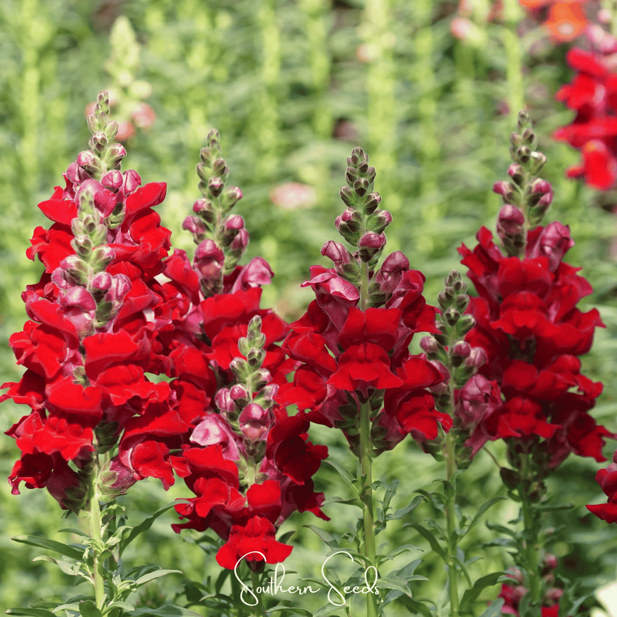 Defiance Snapdragon Seeds - 200 Pack - Colorful Blooms - Antirrhinum majus