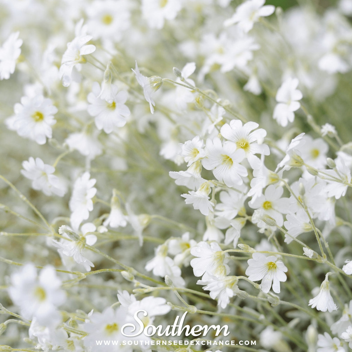 Snow in Summer Chickweed Seeds - 100 Pack - Cerastium tomentosum - Perennial Ground Cover Plant