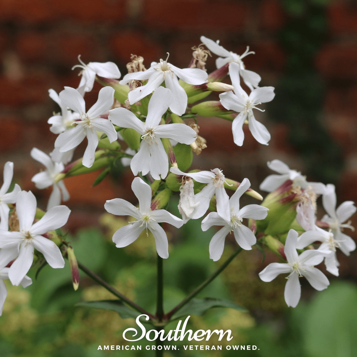Soapwort Seeds - 100 Count - Saponaria officinalis - Easy to Grow Perennial Flower Seeds for Garden Planting