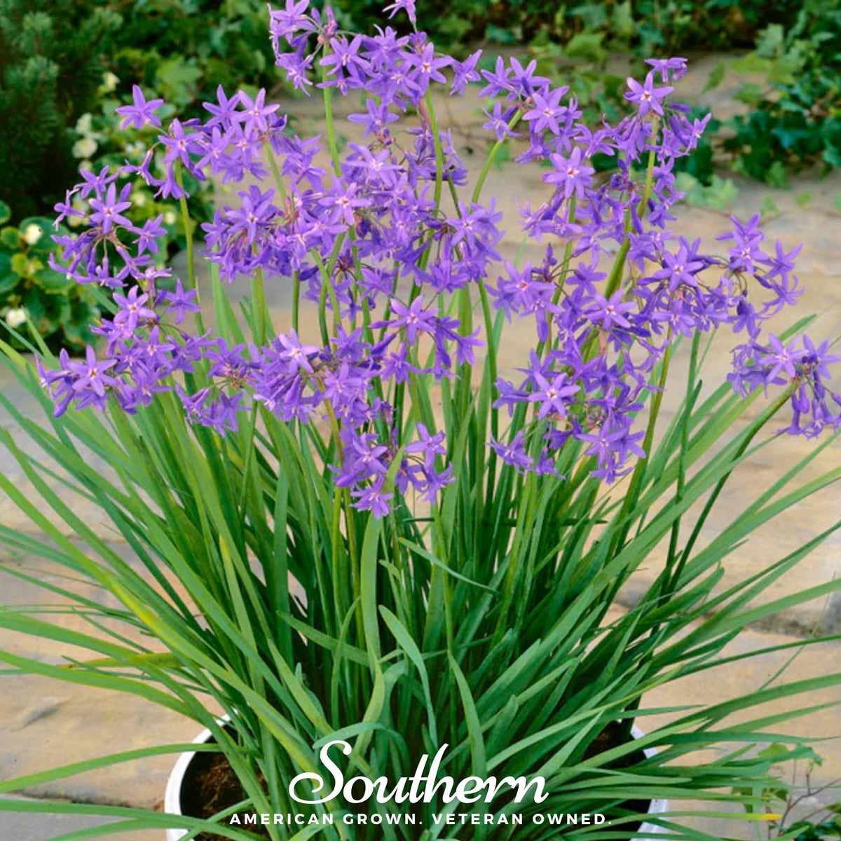 Society Garlic Seeds - 20 Pack - Perennial Herb - Tulbaghia violacea