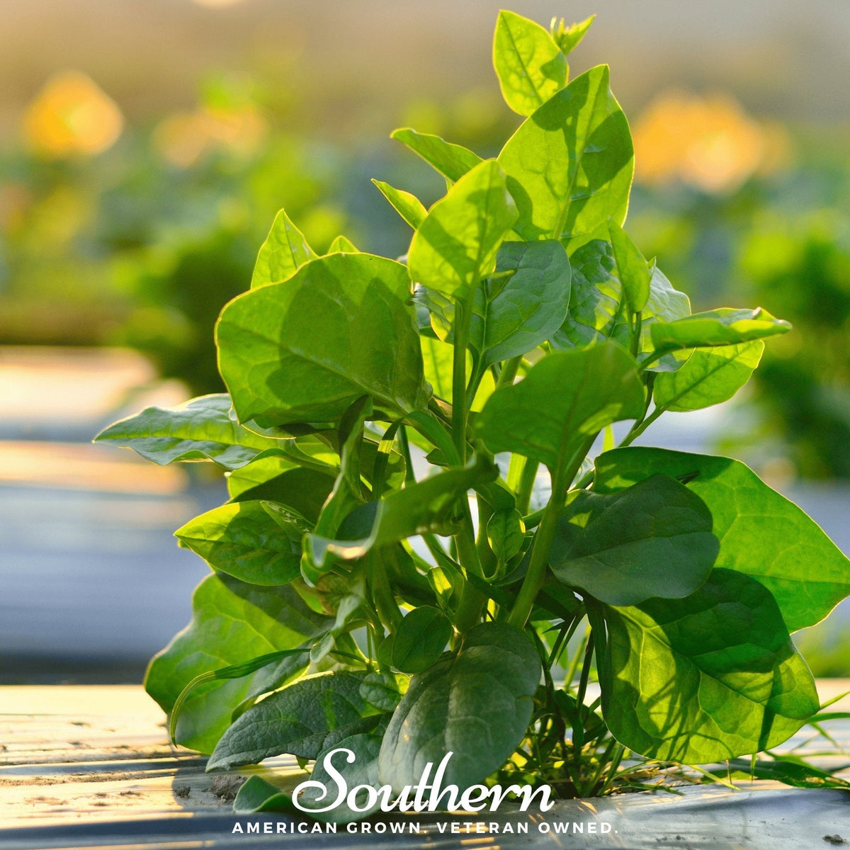 Malabar Green Spinach Seeds - 100 Count - Tropical Spinach - Basella alba