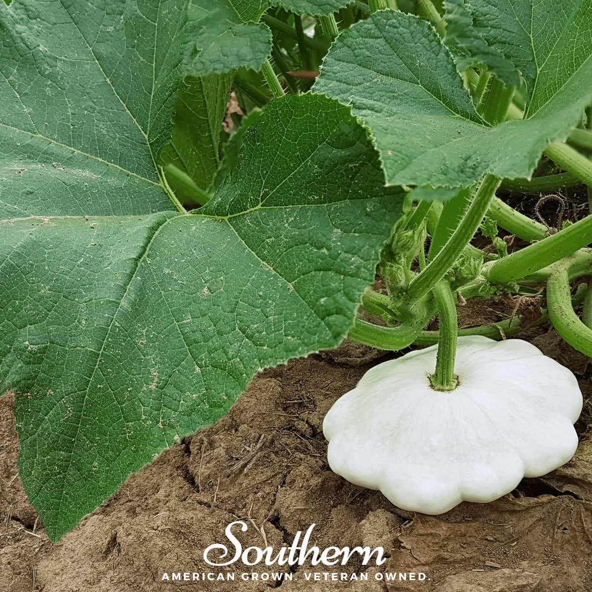Bennings Green Tint Scallop Summer Squash Seeds - 25 Pack - Heirloom Vegetable Seeds for Home Gardening