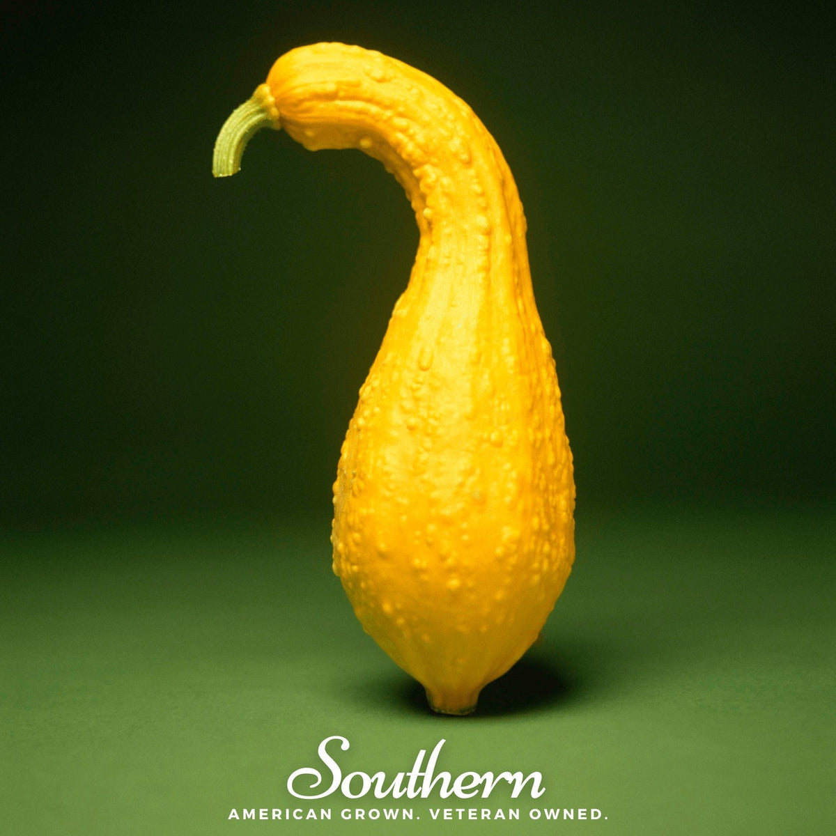 Crookneck Summer Squash Seeds - 25 Pack - Heirloom Variety - Cucurbita pepo