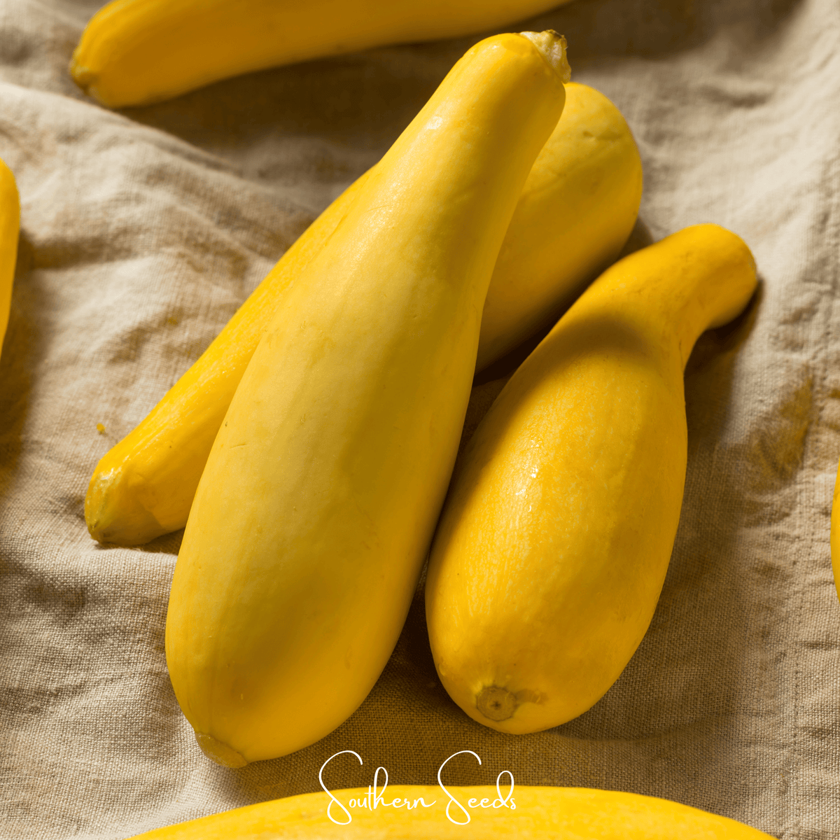 Early Prolific Straightneck Squash Seeds - 25 Count - Cucurbita pepo