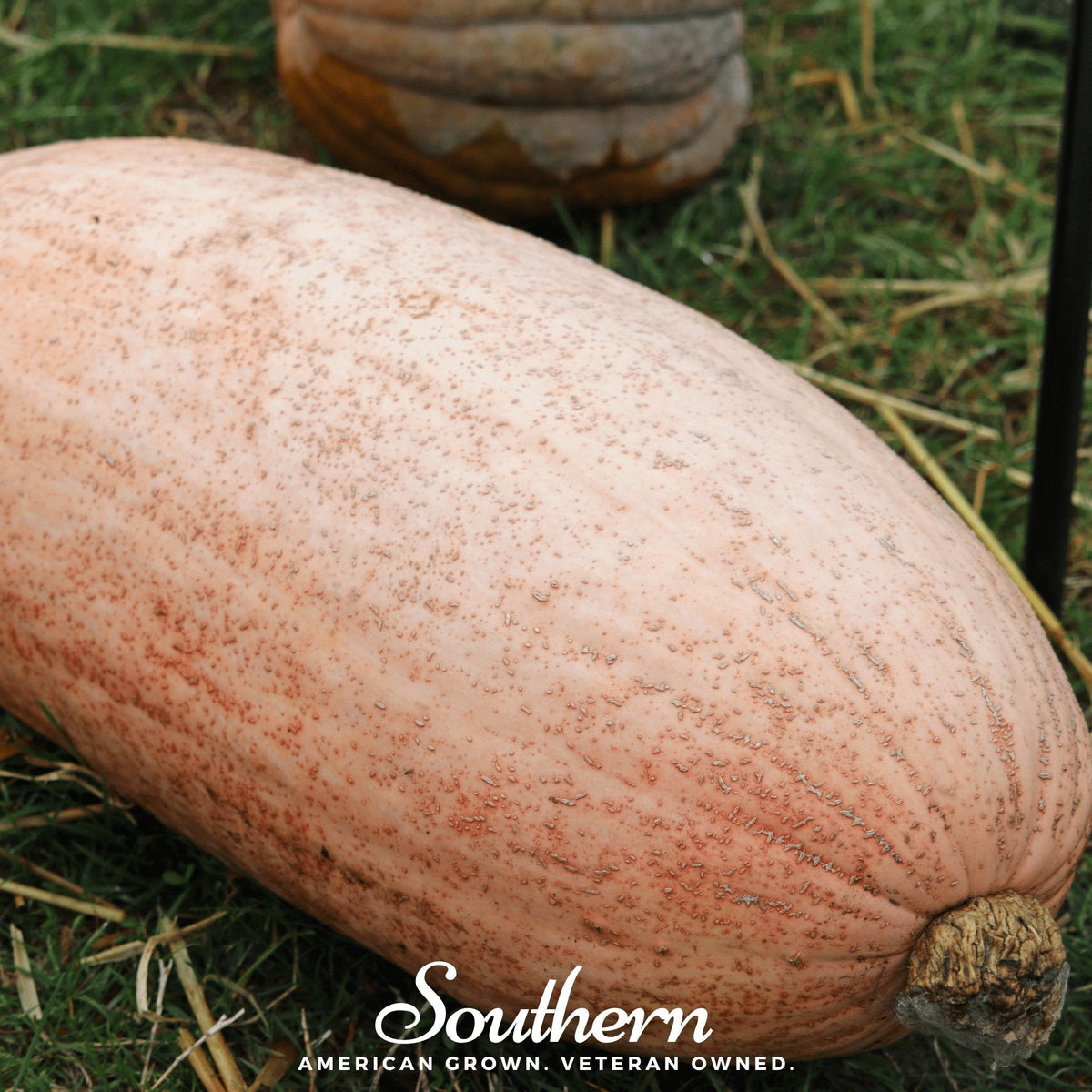 Pink Banana Squash Seeds - 25 Pack - Cucurbita maxima - Heirloom Variety for Home Garden