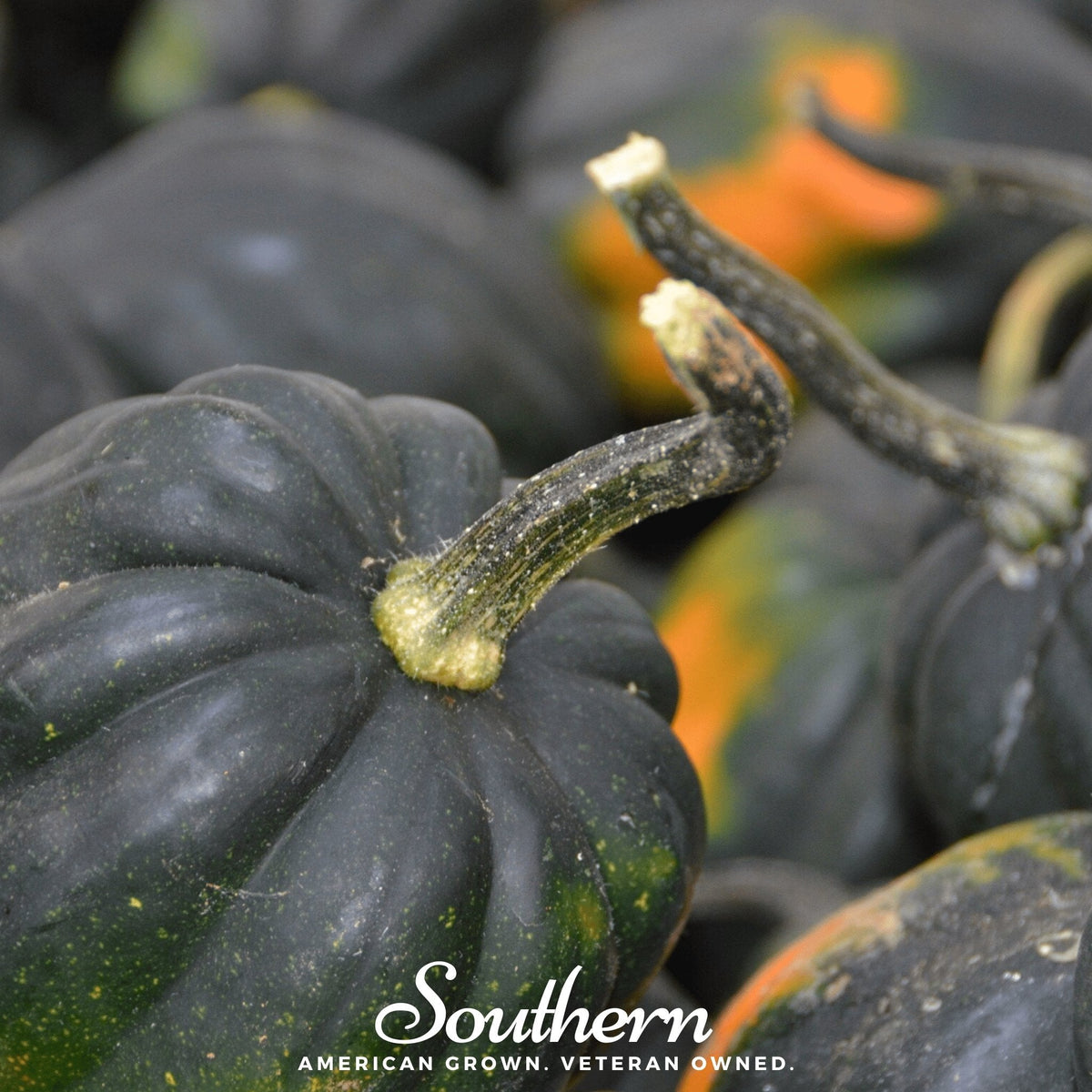 Table King Acorn Winter Squash Seeds - 20 Pack - Heirloom Variety - Cucurbita pepo