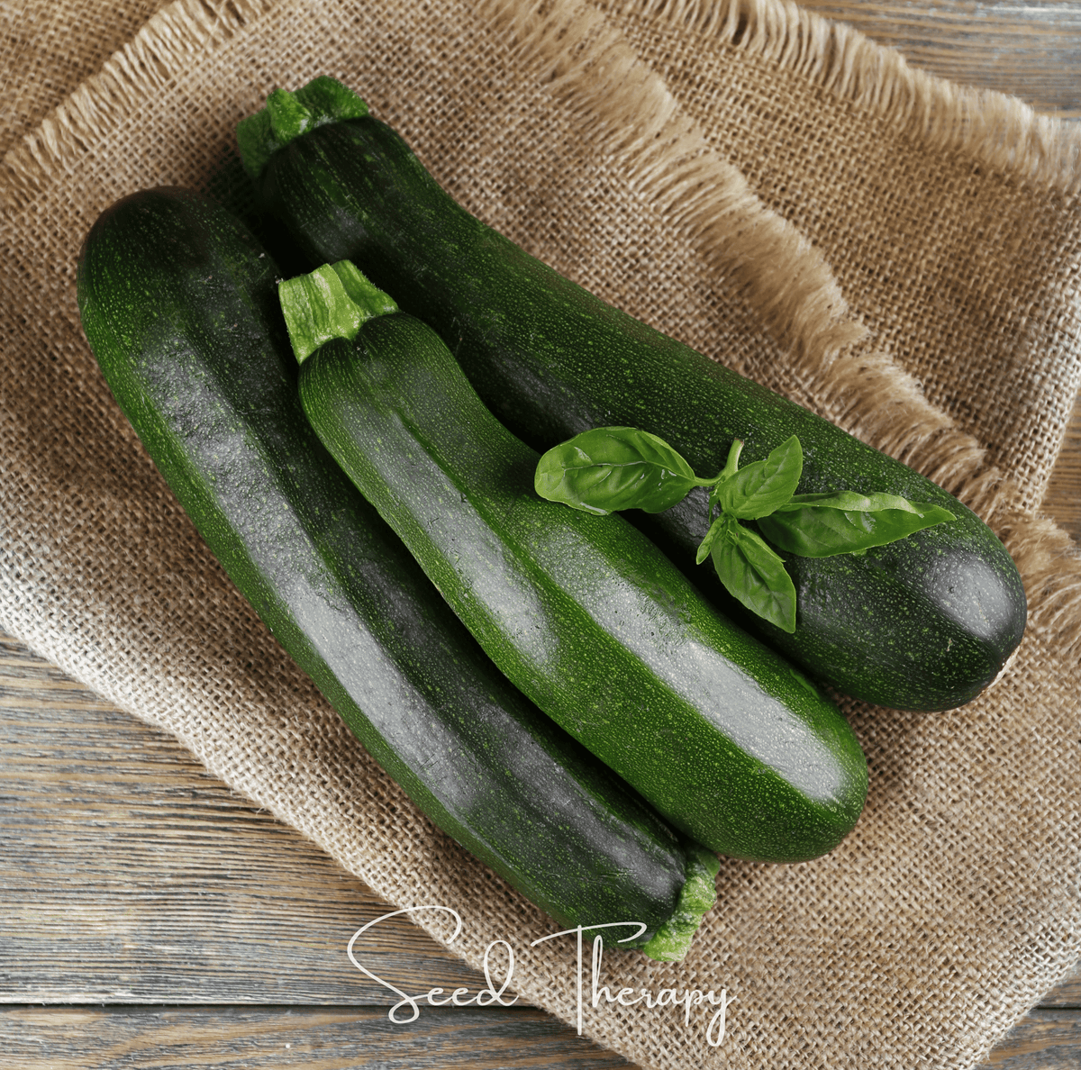 Dark Green Zucchini Seeds - 25 Count - Summer Squash - Cucurbita pepo
