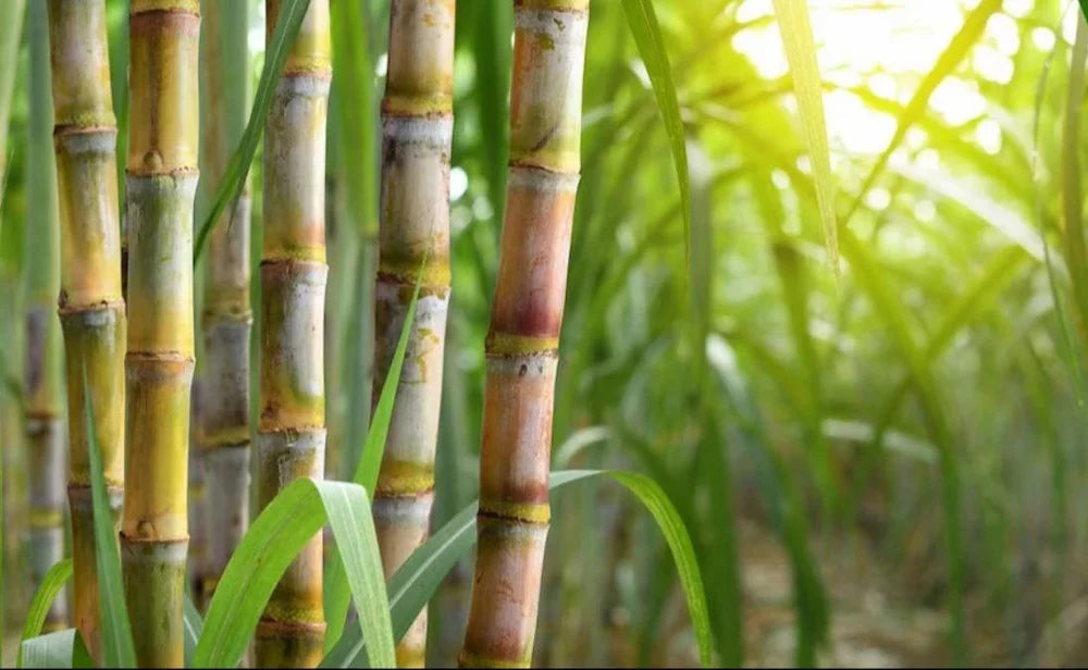 3 Green Sugarcane Cuttings | Live Edible Plant for Organic Gardening | Saccharum officinarum | Fast Growing & Juicy