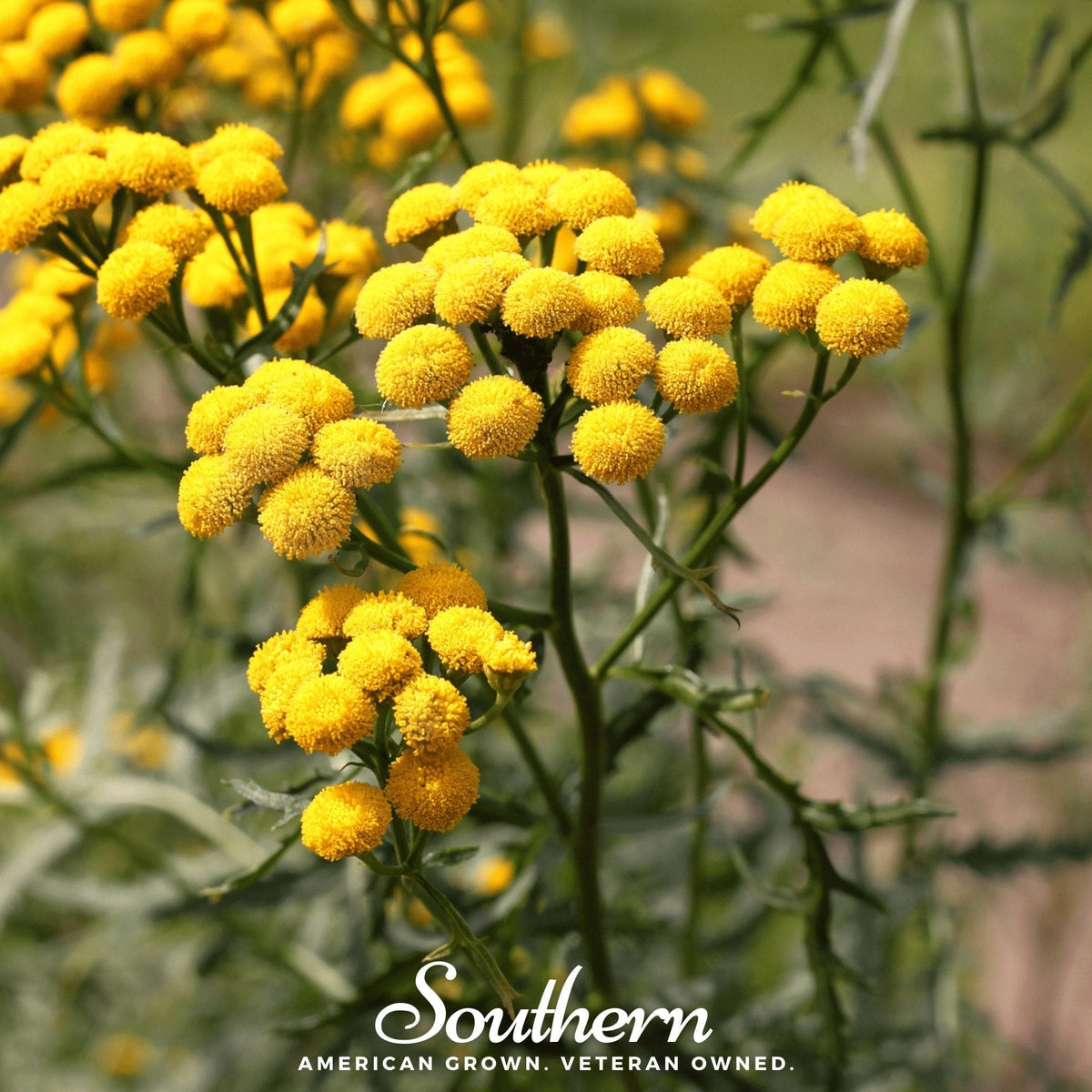 Tansy Seeds - 100 Pack - Tanacetum vulgare - Perennial Herb for Garden and Landscaping
