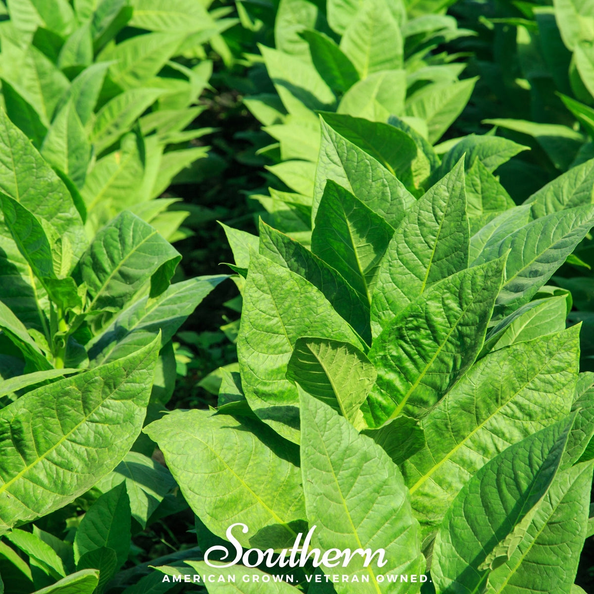 Virginia Gold Tobacco Seeds - 500 Count - Nicotiana tabacum - Premium Virginia Gold Variety for Gardening