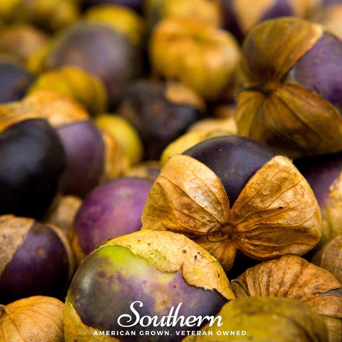 Purple Tomatillo Seeds - 30 Count - Heirloom Variety for Garden Planting - Physalis ixocarpa
