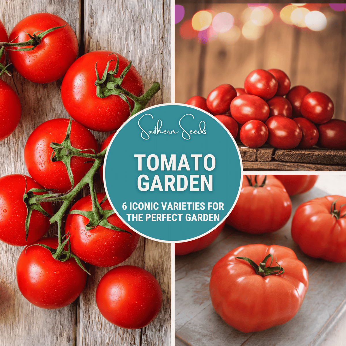 Tomato Garden Seed Collection - 6 Varieties, Heirloom and Hybrid Seeds, Perfect for Home Gardening, Solanum lycopersicum