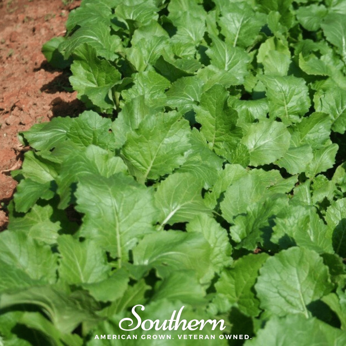 Seven Top Turnip Seeds - 100 Pack - Brassica rapa - Heirloom Vegetable Seeds for Home Gardening