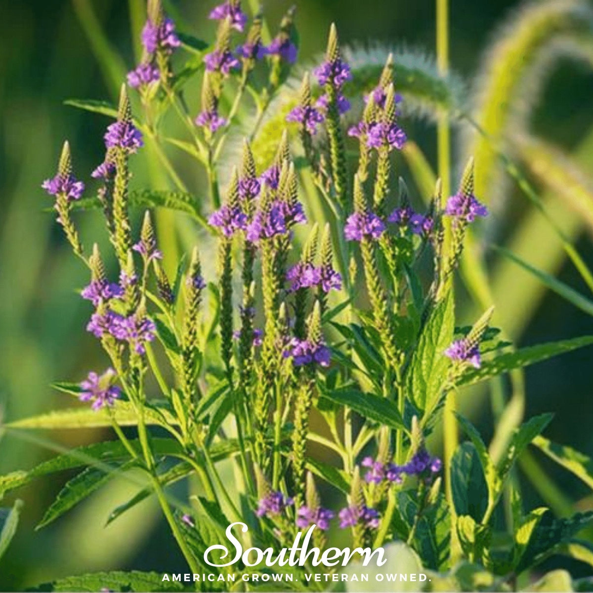 Blue Vervain Seeds - 100 Count - Verbena hastata - Native Wildflower for Garden or Pollinator Habitat