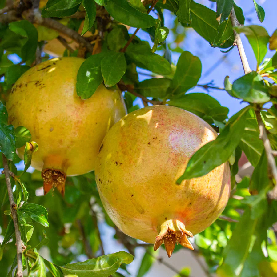 10 Unrooted Organic White Pomegranate Cuttings – Punica granatum – Rare Fruit Plant Starter – Easy Propagation