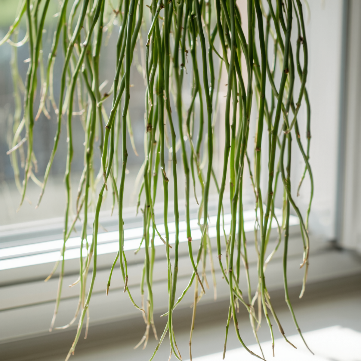 Rhipsalis Cassutha Cuttings - 5 Pack - Epiphytic Cactus - Easy to Root - Tropical Plant - Rhipsalis cassutha