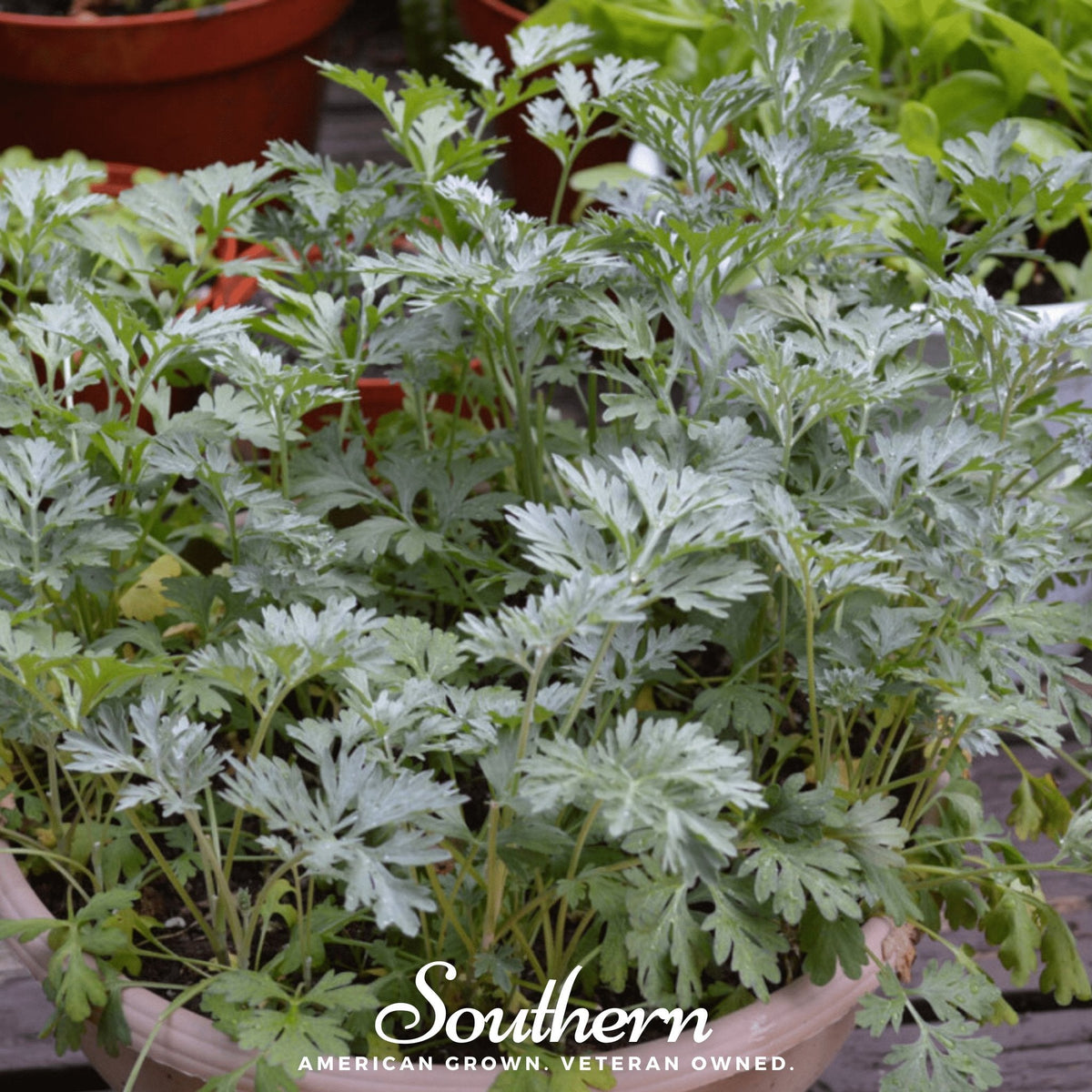 Wormwood Seeds - 200 Count - Artemisia absinthium - Herb for Medicinal Use and Garden Planting