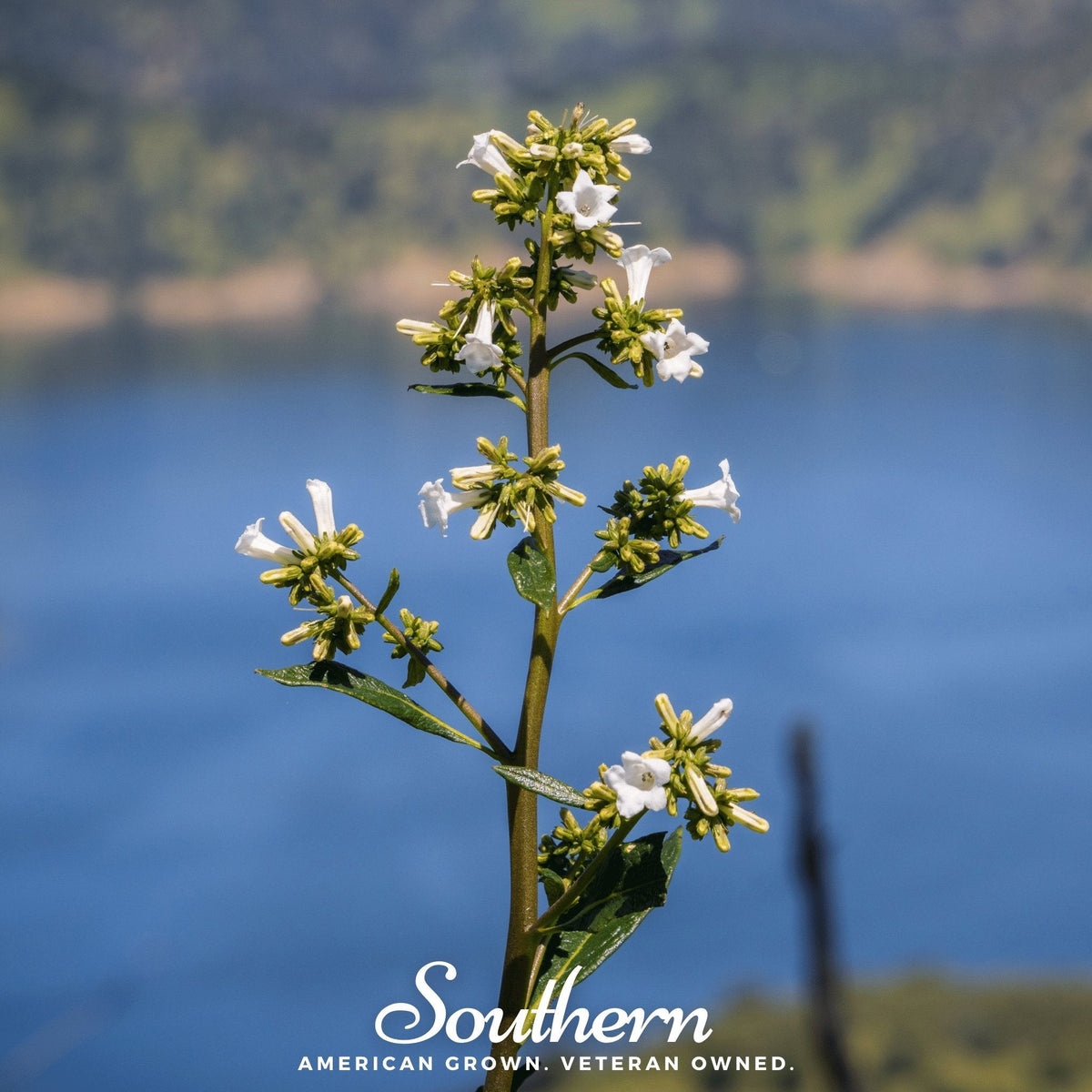 Yerba Santa Seeds - 30 Pack - Healing Herb - Eriodictyon californicum