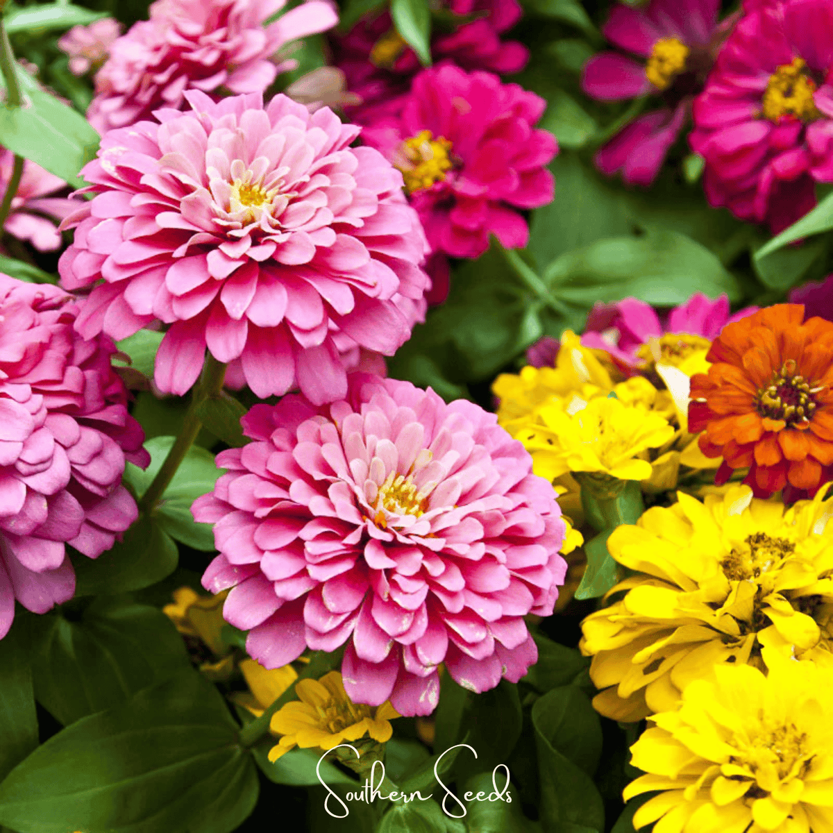 Dahlia Flowered Zinnia Seeds - 100 Pack - Colorful Annual Flowers for Garden - Zinnia elegans
