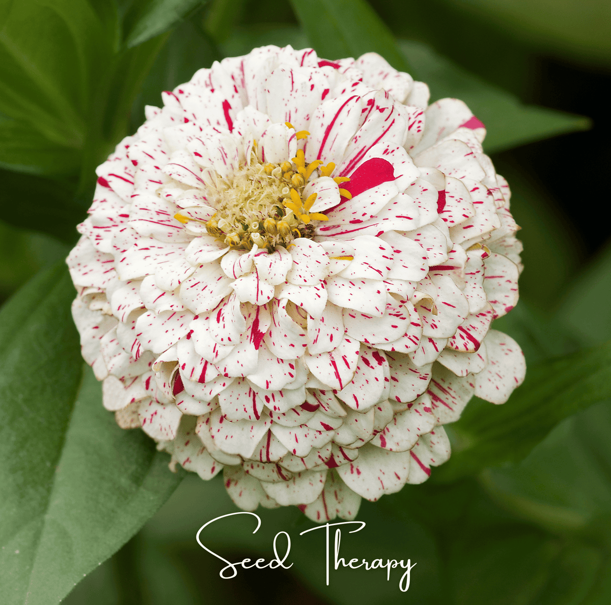 Zinnia Seeds - 50 Count - Peppermint Stick Variety - Colorful Blooms (Zinnia elegans)