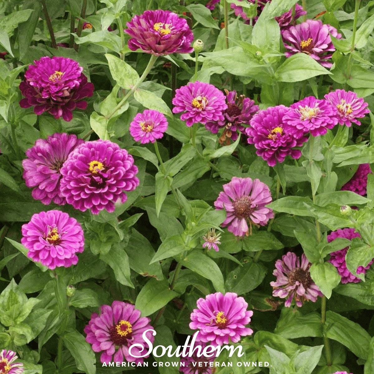 Purple Prince Zinnia Seeds - 100 Pack - Colorful Garden Flower - Zinnia elegans