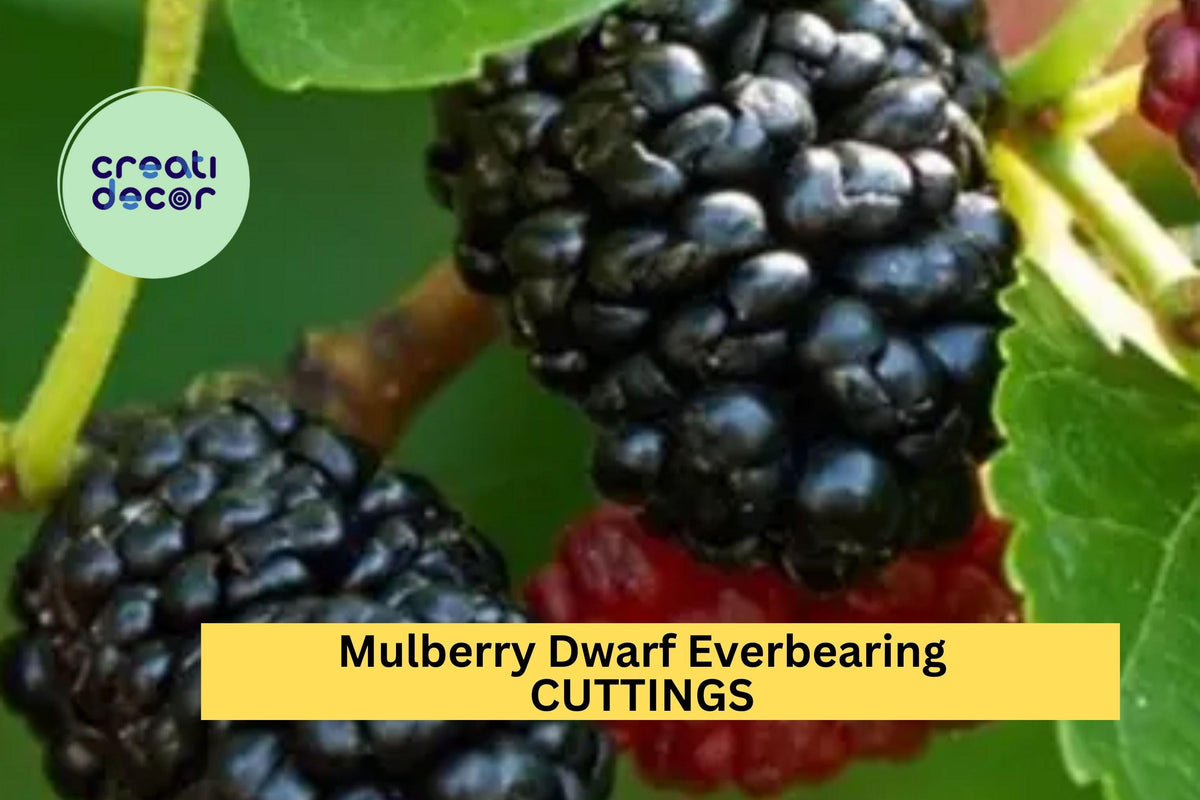 15 Dwarf Everbearing Mulberry Cuttings - Morus nigra - Assorted Sizes for Easy Propagation - Sweet Black Berries - USA