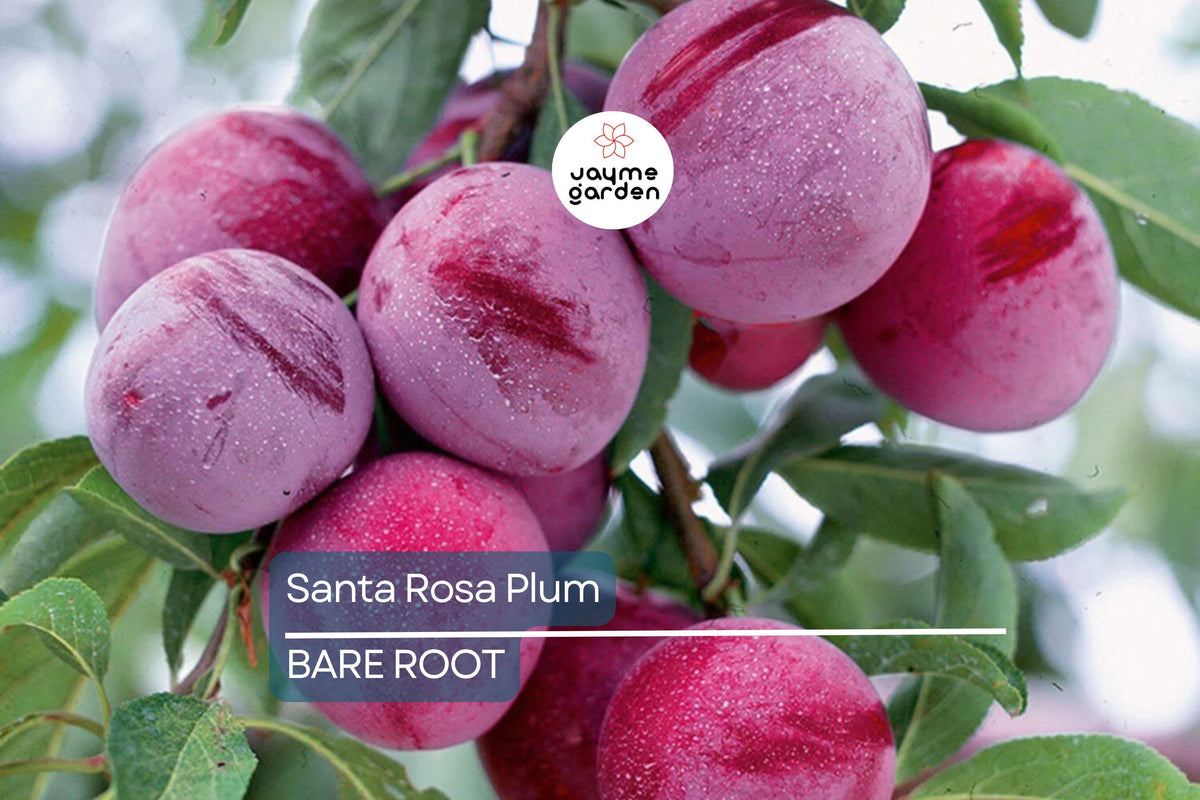 Santa Rosa Plum Tree 2ft Bare Root - Fast-Growing, Self-Fruitful Japanese Plum (Prunus salicina 'Santa Rosa')