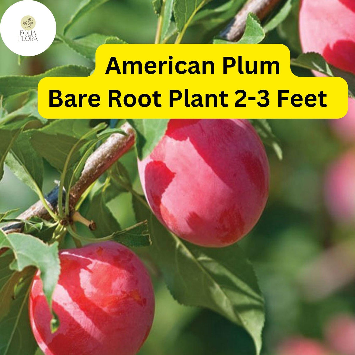 American Plum Tree - Live Bare Root Plant 2-3 Feet - Edible Tart Plums, Fragrant White Blossoms (Prunus americana)