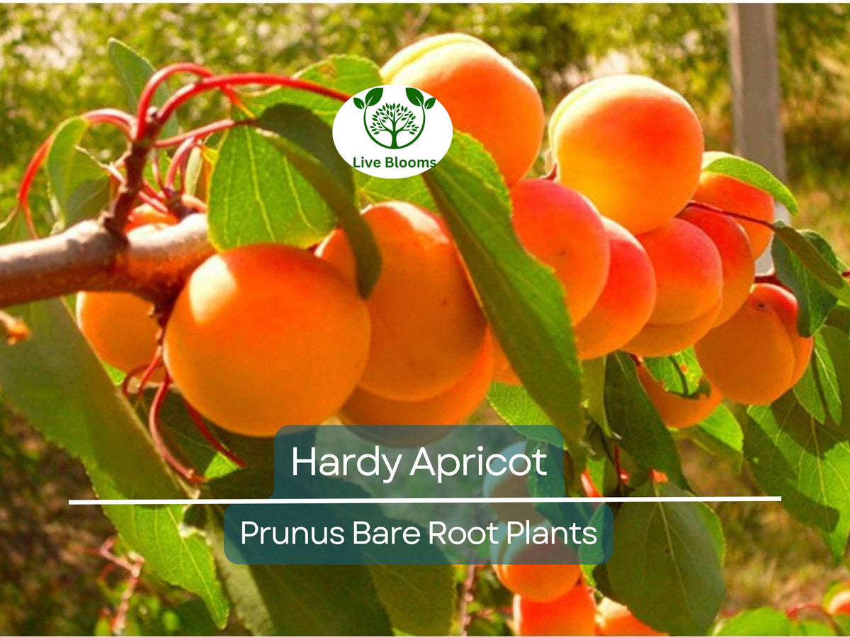 Hardy Apricot Tree - Bare Root Edible Fruit Tree (Prunus armeniaca) - Self-Pollinating, Cold Hardy, Zones 5-8, Home Garden Plant