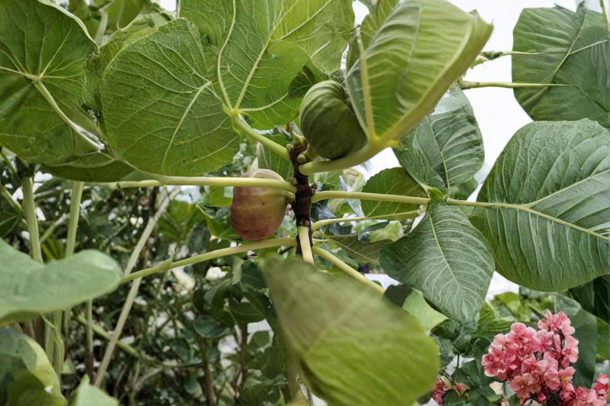 Dormant Fig Tree Cuttings 6–8 Inch Pastiliere Fig Ficus carica - 3 Fresh Cuttings for Propagation and Grafting