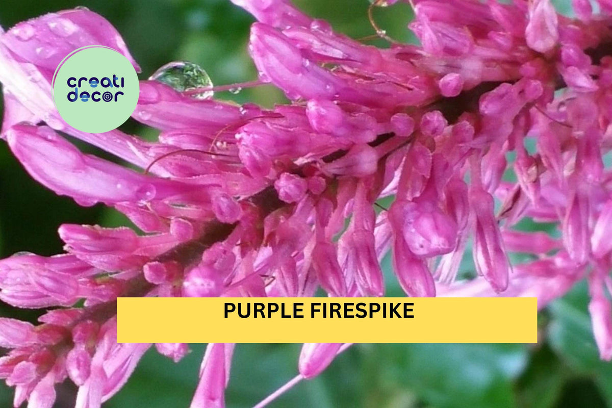 Purple Firespike Plant Starter | Odontonema cuspidatum | Semi-Tropical Perennial with Bold Purple Flower Spikes