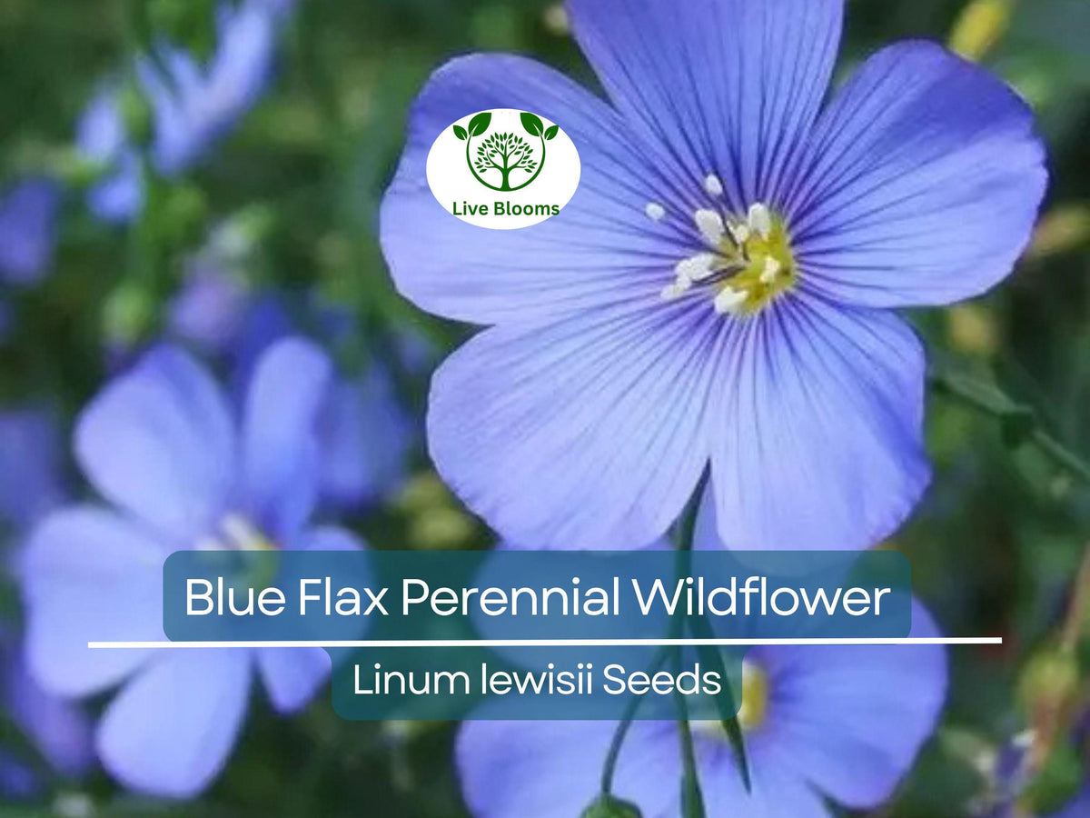 500 Seeds Blue Flax Wildflower Linum lewisii - Non-GMO, Drought Tolerant, Pollinator Friendly, Native Perennial Garden Seed