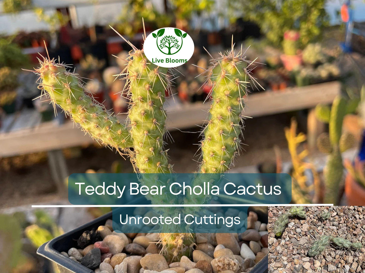 Cylindropuntia Fulgida Teddy Bear Cholla Cactus Cuttings - 5 Unique Segments for Propagation & Desert Gardens