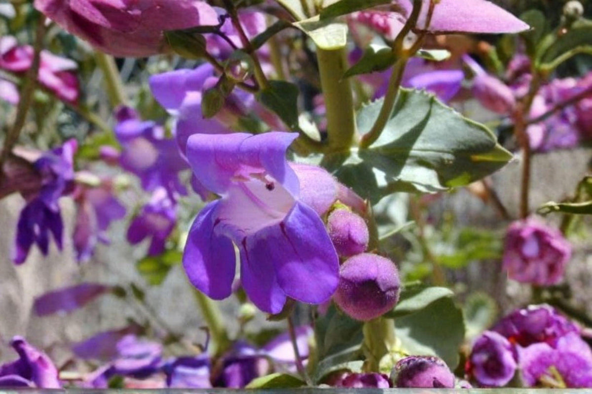 Penstemon commarhenus Seeds - 100 mg Dusty Beardtongue Wildflower for Dry Sunny Native Gardens
