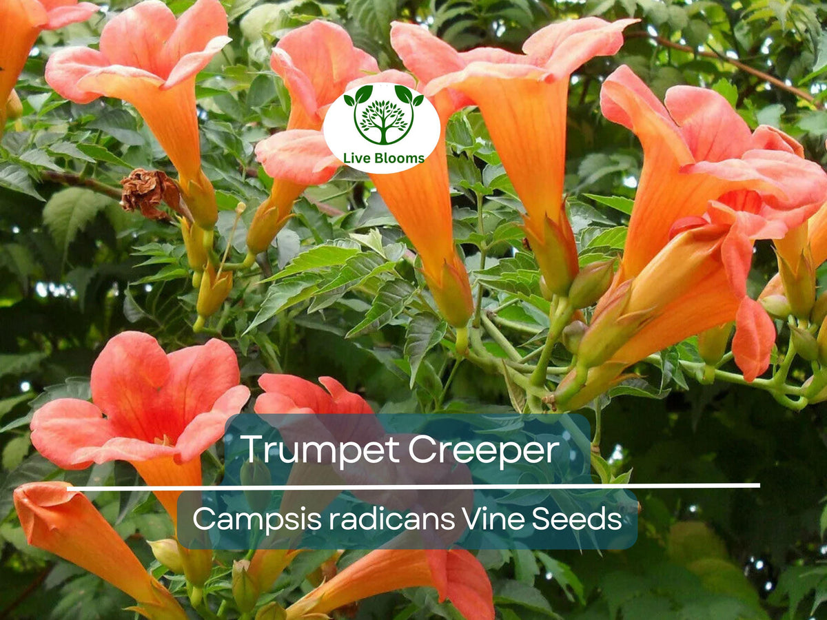 100 Trumpet Creeper Seeds - Orange Flower Perennial Vine (Campsis radicans) - Fast-Growing Climbing Plant for Garden and Wildlife