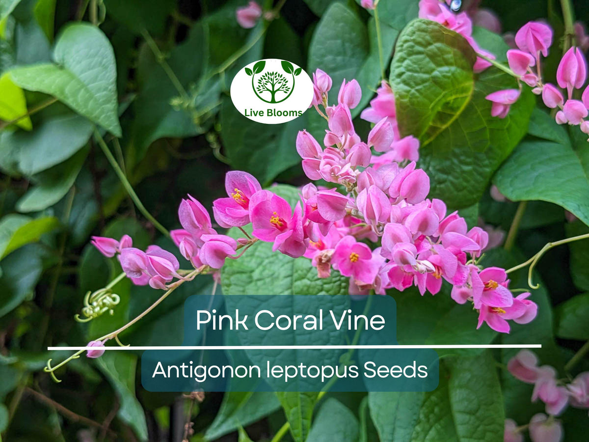 5 Pink Coral Vine Flower Seeds | Mexican Creeper (Antigonon leptopus) | Rare Vining Plant for Gardens, Attracts Pollinators