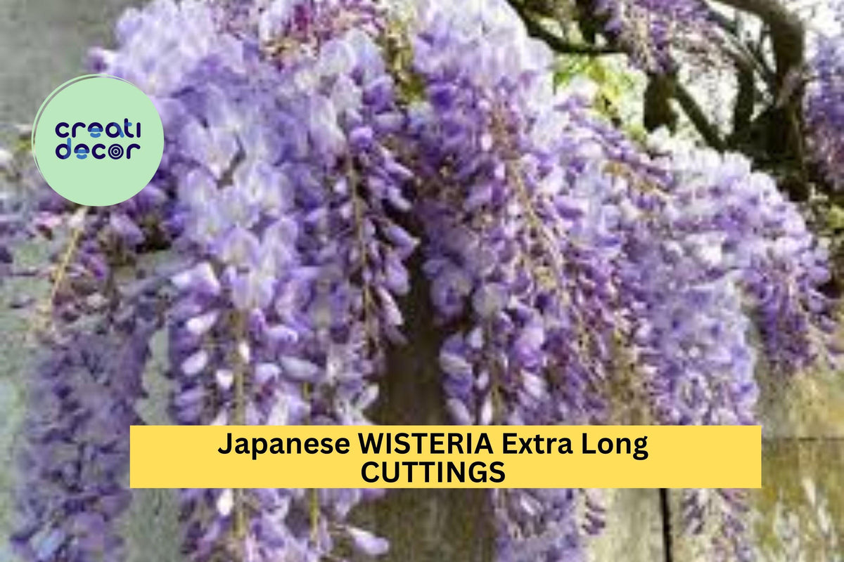 Japanese Wisteria Cuttings 10 Pcs – Fragrant Purple Flowers for Propagation | Wisteria floribunda
