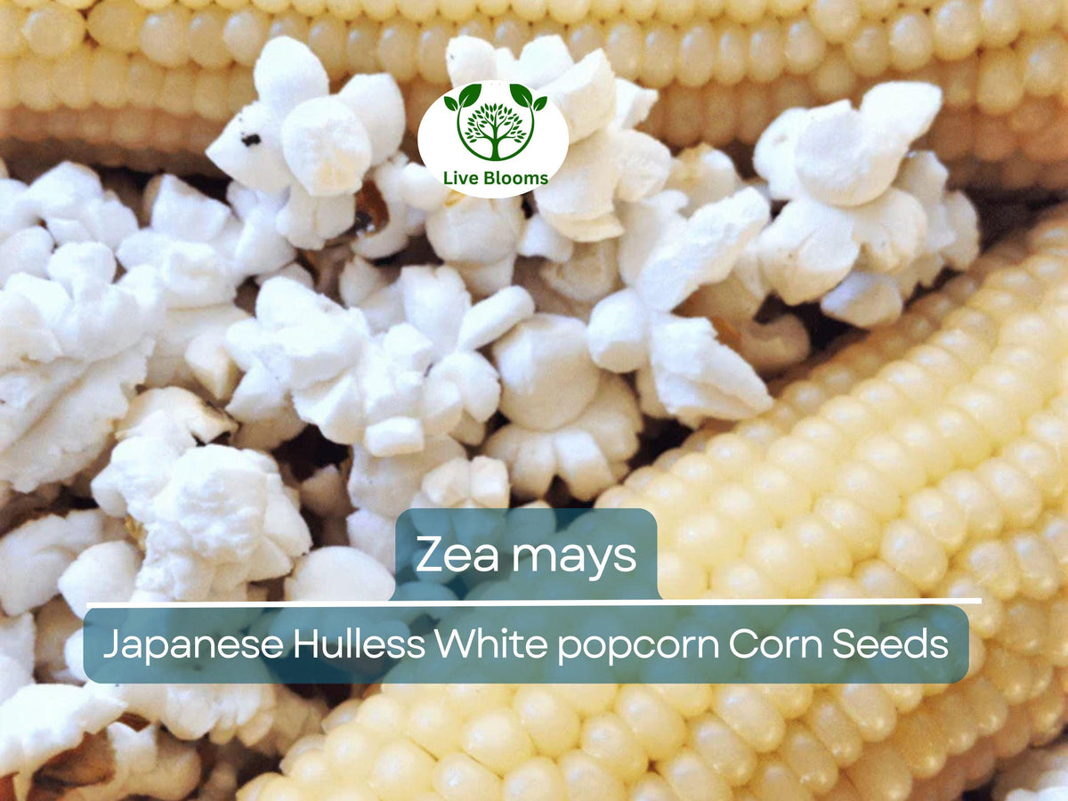 50 Heirloom Popcorn Seeds - Japanese Hulless White Baby Corn - Zea mays - Easy to Grow for Homegrown Snacks