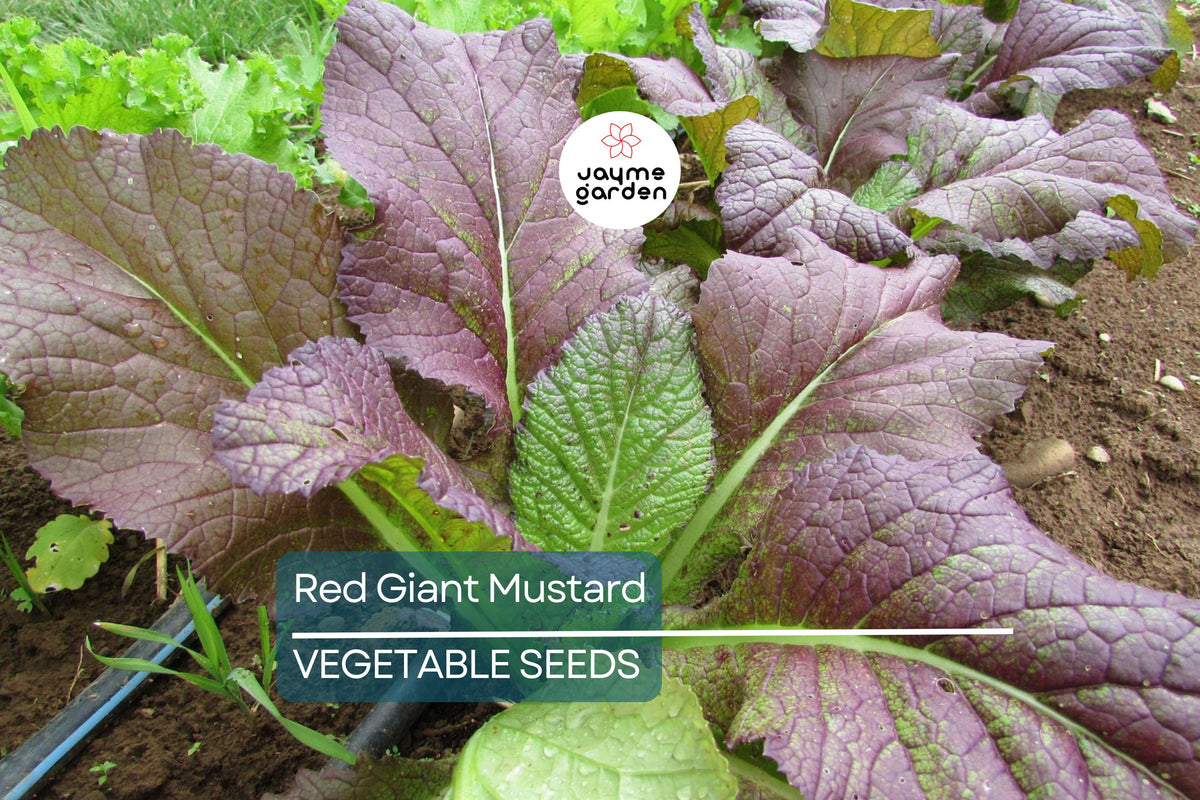 Red Giant Mustard Seeds – 1,500 Non-GMO Heirloom, Brassica juncea, Spicy Microgreens & Greens, Easy to Grow, USA Seller