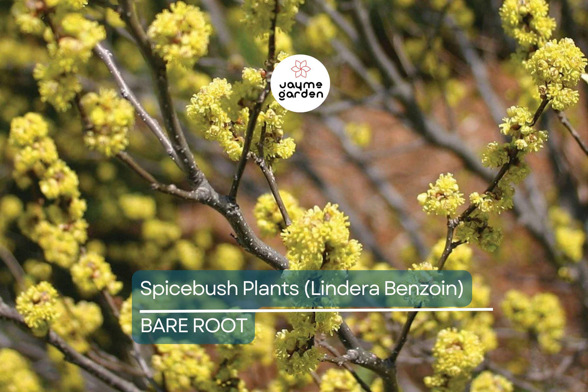 Spicebush Plants - 12" Bare Root Shrubs, Fragrant Wildlife-Friendly Plants, Lindera Benzoin, Attracts Birds & Butterflies