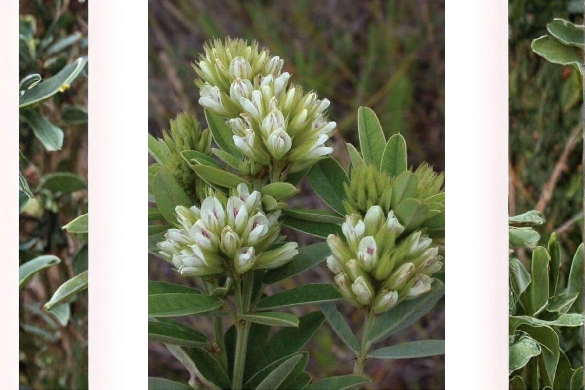 30 Roundhead Bush Clover Seeds - Lespedeza capitata - Native Legume - Pollinator-Friendly Prairie Wildflower