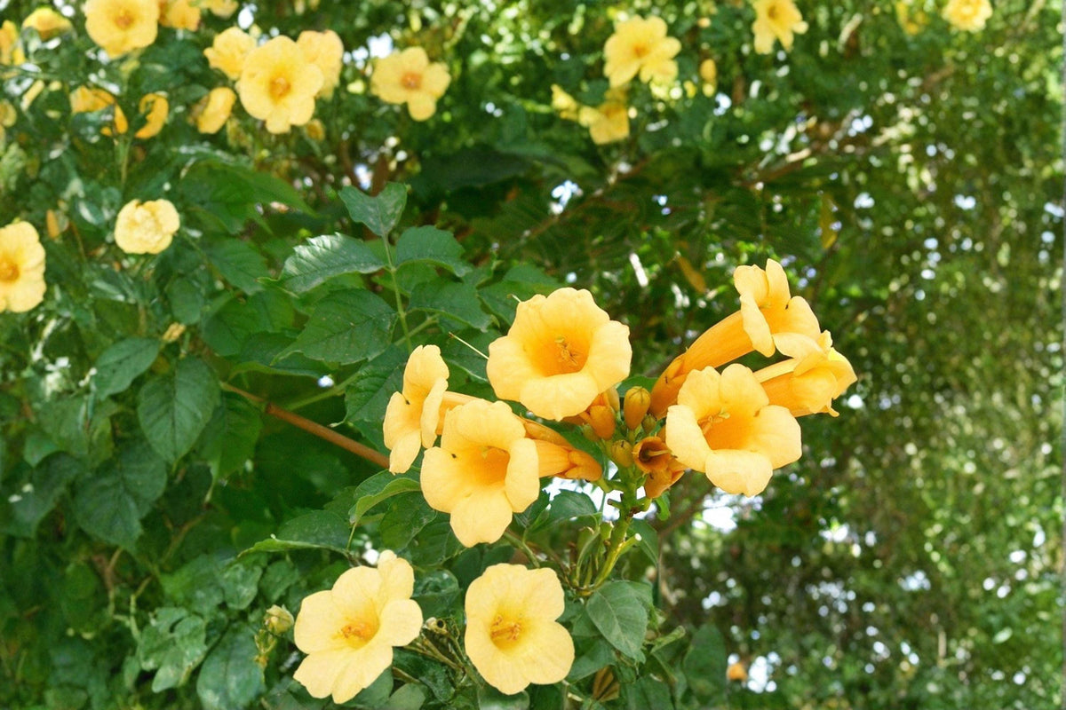 20 Yellow Trumpet Vine Seeds, Campsis radicans flava, Hummingbird Vine, Climbing Flower, Fast-Growing Garden Plant