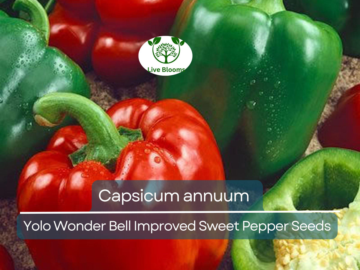 30 Seeds Sweet Pepper Yolo Wonder Improved - Capsicum annuum | High-Yielding, Thick-Walled Bell Peppers for Gardening