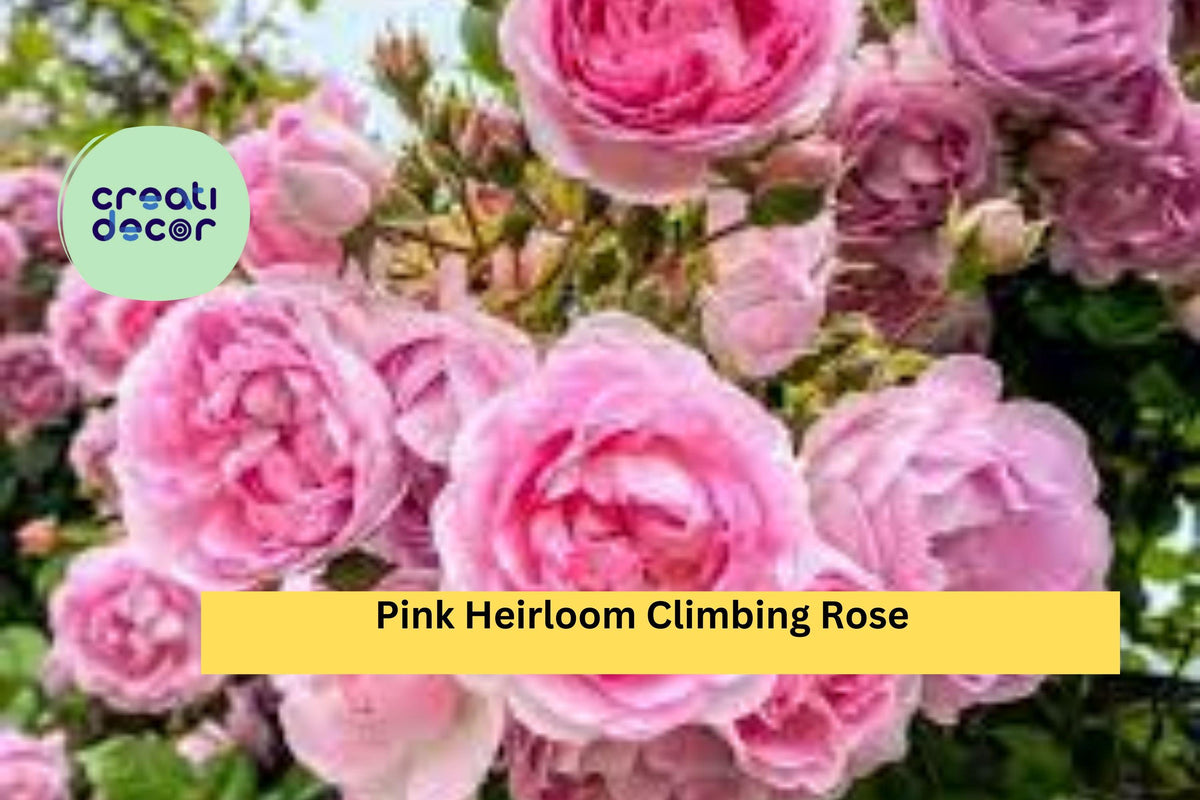 Pink Heirloom Climbing Rose Cuttings | Set of 5 Live Stem Cuttings for Propagation | Rosa (Heirloom Climbing Group)