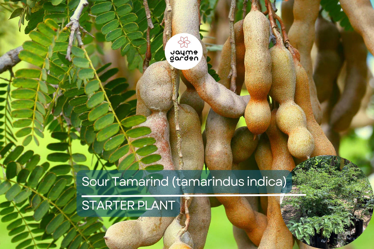 Sour Tamarind Tree 1-2 ft Live Plant | Tamarindus Indica | Tangy Tropical Fruit | Drought-Tolerant Culinary Delight