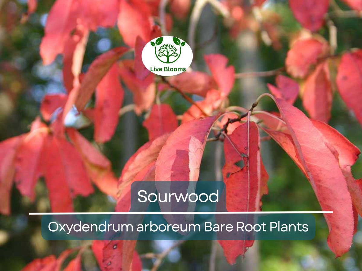 Sourwood Trees - 2 Bare Root Saplings - Oxydendrum Arboreum - White Flowers & Red Fall Foliage - Pollinator Friendly