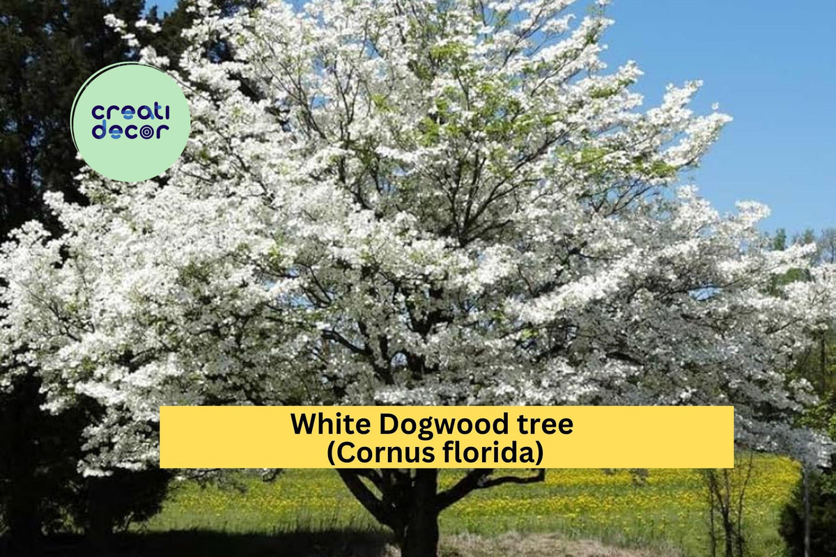 White Dogwood Tree Live Bare Root Starter 12–24 Inch Ornamental Flowering Tree Cornus florida for Garden Landscape
